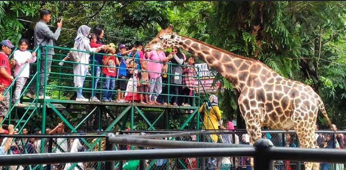 wisata zoo